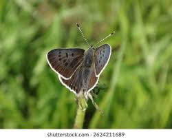 Attēlu rezultāti vaicājumam “Lycaena tityrus male”