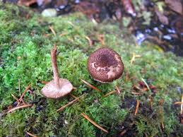 Attēlu rezultāti vaicājumam “Inocybe lanuginosa”