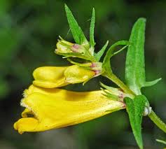 Attēlu rezultāti vaicājumam “Melampyrum pratense flower”