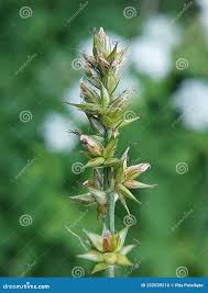 Attēlu rezultāti vaicājumam “Carex spicata”