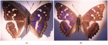 Attēlu rezultāti vaicājumam “Apatura iris male”