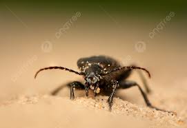 Attēlu rezultāti vaicājumam “Carabus arcensis”