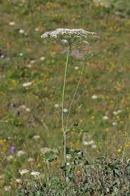 Attēlu rezultāti vaicājumam “Laserpitium latifolium leaf”