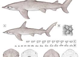 Image result for Sphyrna corona