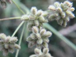 Attēlu rezultāti vaicājumam “Torilis japonica leaf”