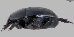 Attēlu rezultāti vaicājumam “Hypocaccus rugiceps”