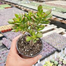 Image result for Crassula hobbit