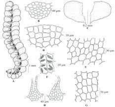 Attēlu rezultāti vaicājumam “Chiloscyphus”