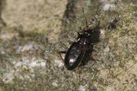 Attēlu rezultāti vaicājumam “Loricera pilicornis”