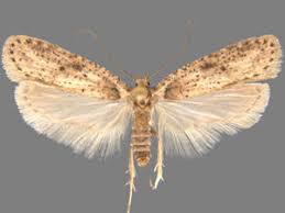 Attēlu rezultāti vaicājumam “Agonopterix ciliella imago”