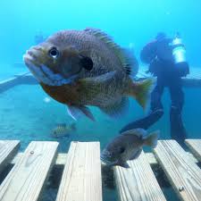 Image result for Cleveland Divers