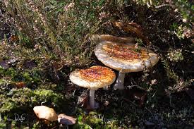 Image result for vliegenzwam