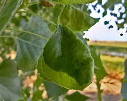 Attēlu rezultāti vaicājumam “Thecabius affinis”