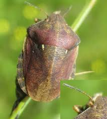 Attēlu rezultāti vaicājumam “Eurygaster testudinaria imago”