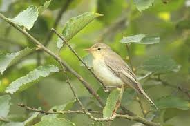 Attēlu rezultāti vaicājumam “Hippolais icterina adult”