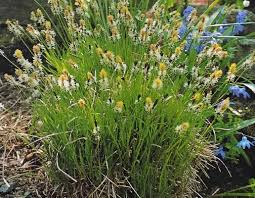 Attēlu rezultāti vaicājumam “Carex montana”