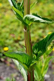 Attēlu rezultāti vaicājumam “Scrophularia umbrosa”