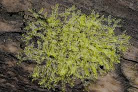 Attēlu rezultāti vaicājumam “Lophocolea minor”