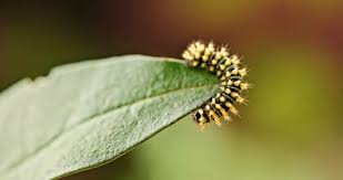 Attēlu rezultāti vaicājumam “Zygaena lonicerae larva”