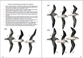 Image result for Pterodroma feae
