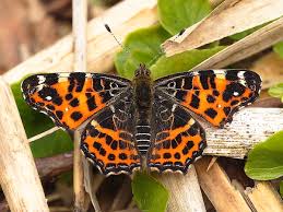 Attēlu rezultāti vaicājumam “Araschnia levana”