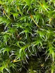 Attēlu rezultāti vaicājumam “Racomitrium heterostichum”