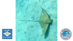 Image result for Aetomylaeus bovinus