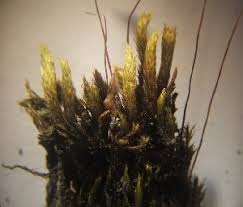 Attēlu rezultāti vaicājumam “Pohlia proligera”