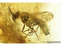 Attēlu rezultāti vaicājumam “Xylophagidae”