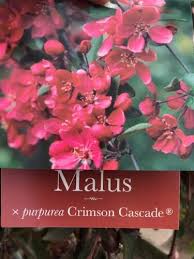 Attēlu rezultāti vaicājumam “Malus purpurea”