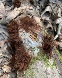 Attēlu rezultāti vaicājumam “Stemonitis splendens”