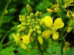 Attēlu rezultāti vaicājumam “Sinapis alba flower”