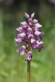 Attēlu rezultāti vaicājumam “Orchis militaris flower”