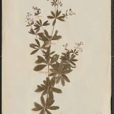 Attēlu rezultāti vaicājumam “Galium schultesii”