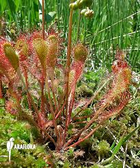 Attēlu rezultāti vaicājumam “Drosera x obovata”