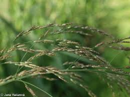 Attēlu rezultāti vaicājumam “Glyceria maxima fruit”