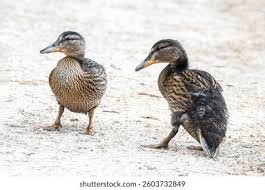 Attēlu rezultāti vaicājumam “Anas platyrhynchos juvenile”