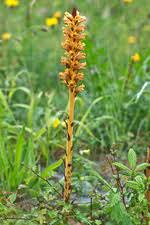 Attēlu rezultāti vaicājumam “Orobanche elatior flower”