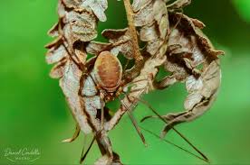 Attēlu rezultāti vaicājumam “Phalangium opilio”