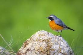 Image result for Irania gutturalis