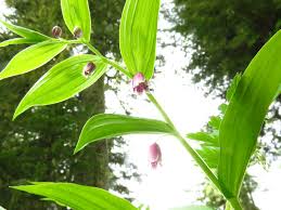 Attēlu rezultāti vaicājumam “Trichia erecta stalked”