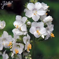Image result for Polemonium coeruleum album