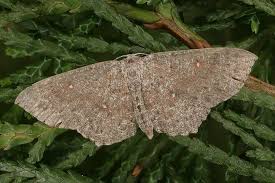 Attēlu rezultāti vaicājumam “Cyclophora pendularia”