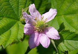 Attēlu rezultāti vaicājumam “Rubus caesius flower”