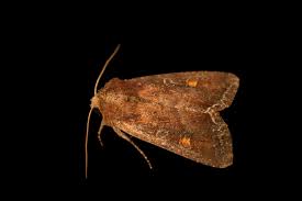 Attēlu rezultāti vaicājumam “Lacanobia oleracea”