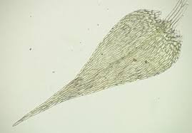 Attēlu rezultāti vaicājumam “Drepanocladus polygamus”