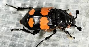 Attēlu rezultāti vaicājumam “Nicrophorus investigator”