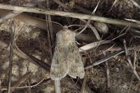 Attēlu rezultāti vaicājumam “Agrotis ripae”