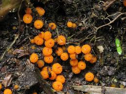 Attēlu rezultāti vaicājumam “Byssonectria fusispora”