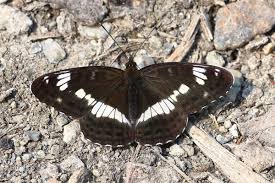 Attēlu rezultāti vaicājumam “Limenitis camilla upperside”